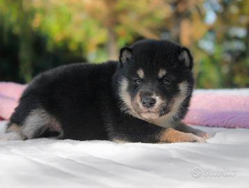 Cucciolina femmina di Shiba Inu nero forata