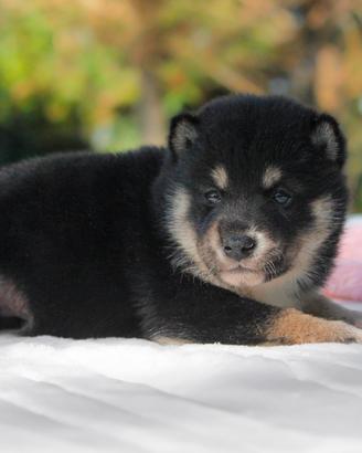 Cucciolina femmina di Shiba Inu nero forata