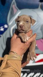 Cucciolo maschio American Pitbull Terrier con ped