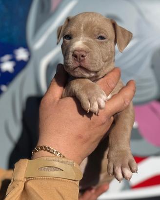 Cucciolo maschio American Pitbull Terrier con ped