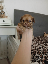 Cucciola chihuahua