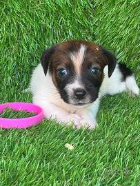 Jack Russell broken