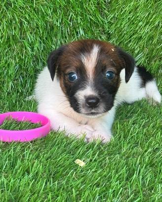 Jack Russell broken