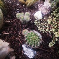 Pianta grassa echinopsis