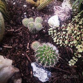Pianta grassa echinopsis