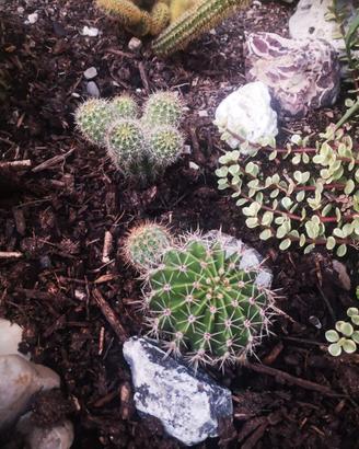 Pianta grassa echinopsis