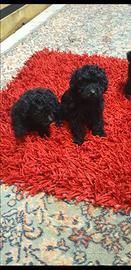 Barboncino black maschi & femmine