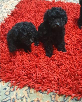 Barboncino black maschi & femmine