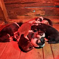 Cuccioli di pastore australiano