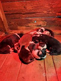 Cuccioli di pastore australiano