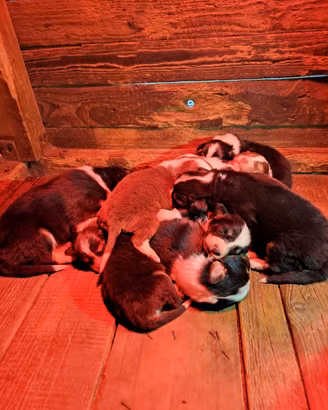 Cuccioli di pastore australiano