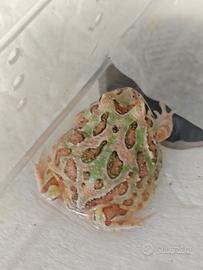 Ceratrophys cranwelli