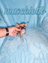 Chihuahua toy maschietti