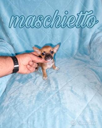 Chihuahua toy maschietti