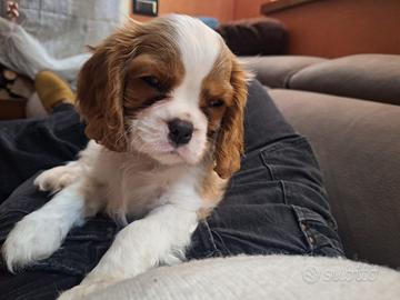 Cavalier King Charles spaniel