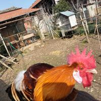 Gallo Fenix da riproduzione