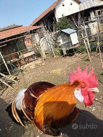 Gallo Fenix da riproduzione