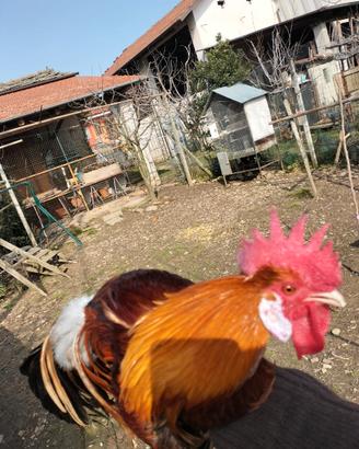 Gallo Fenix da riproduzione