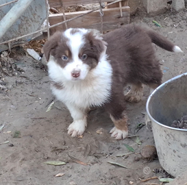 Pastore australiano