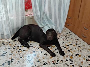 Accoppiamento