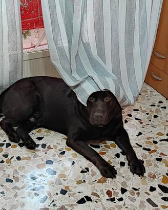 Accoppiamento