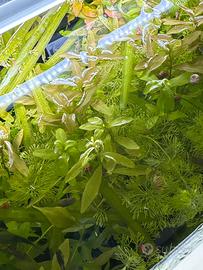 Piante acquario