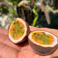 Passion fruit pianta