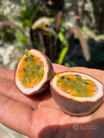 Passion fruit pianta