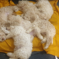 Cane Lagotto Romagnolo