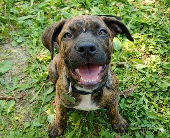 Cucciolo di cane corso tigrato