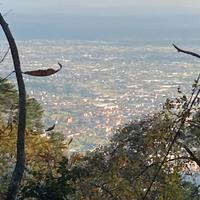 Bosco disponibile x Ripetitore