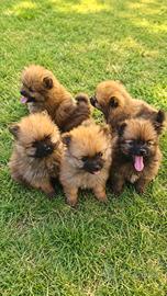 Cuccioli di Spitz di Pomerania nano