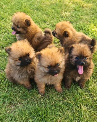 Cuccioli di Spitz di Pomerania nano