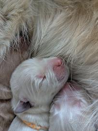 Cuccioli di Golden Retriever disponibili