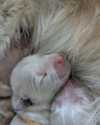 Cuccioli di Golden Retriever disponibili