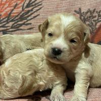 Cuccioli di Maltipoo