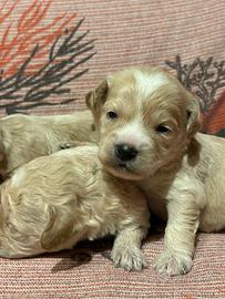 Cuccioli di Maltipoo