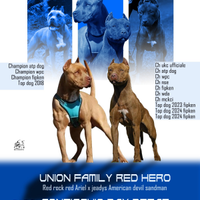 Pitbull ukc multichampion