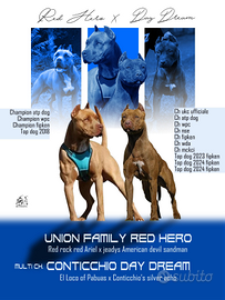 Pitbull ukc multichampion