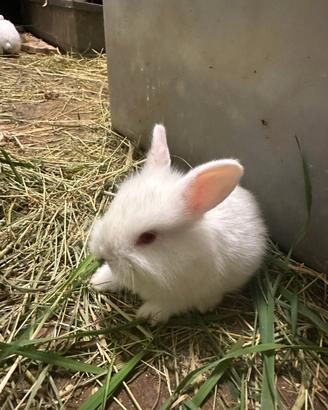 Cuccioli piccoli di coniglio nani