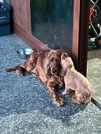 Ultimo maschietto di cocker spaniel fulvo