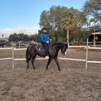 Cavalla Quarter hors 3 anni
