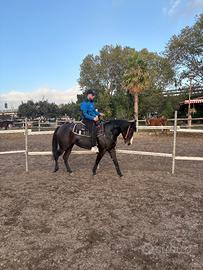 Cavalla Quarter hors 3 anni