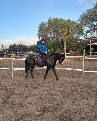 Cavalla Quarter hors 3 anni