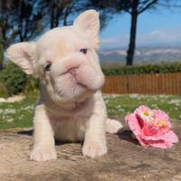 Bulldog Francese Fluffy e Big Rope alta genealogia