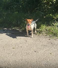 Jack russell
