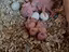 Immagine 4