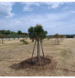 Terreno - Lotto 150 mq Al Margine Rosso