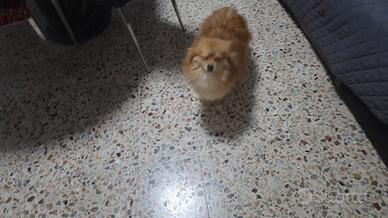Spitz pomeriana toy