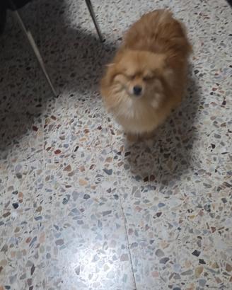 Spitz pomeriana toy